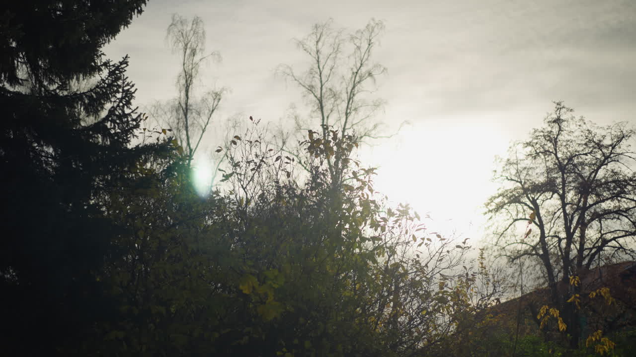 가을 하늘을 가로지르는 부드러운 빛에 대항하여 벌거벗은 가지를 가진 나무의 실루, 따뜻한 빛은 가지와 건조한 잎의 복잡한 세부 사항을 강조하여 조용하고 계절적 전환을 불러일으니다.