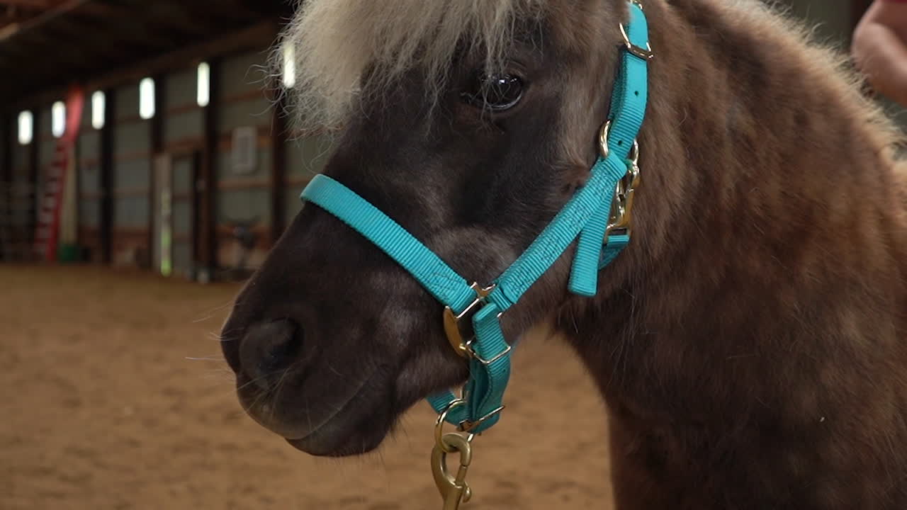 pony marrón caminando en cámara lenta con una sony a7ii