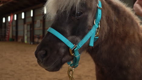 brown pony walking in slow motion shot on a sony a7ii