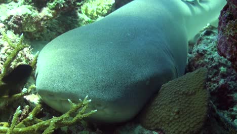 nurse shark  close up on coral reef