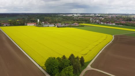 Vista-De-Un-Gran-Campo-De-Colza-En-Verano-Desde-Una-Perspectiva-Más-Alta-De-Drones-Con-Un-Pueblo-En-El-Fondo