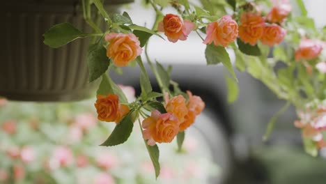 el viento sopla colgando la canasta de flores ligeramente