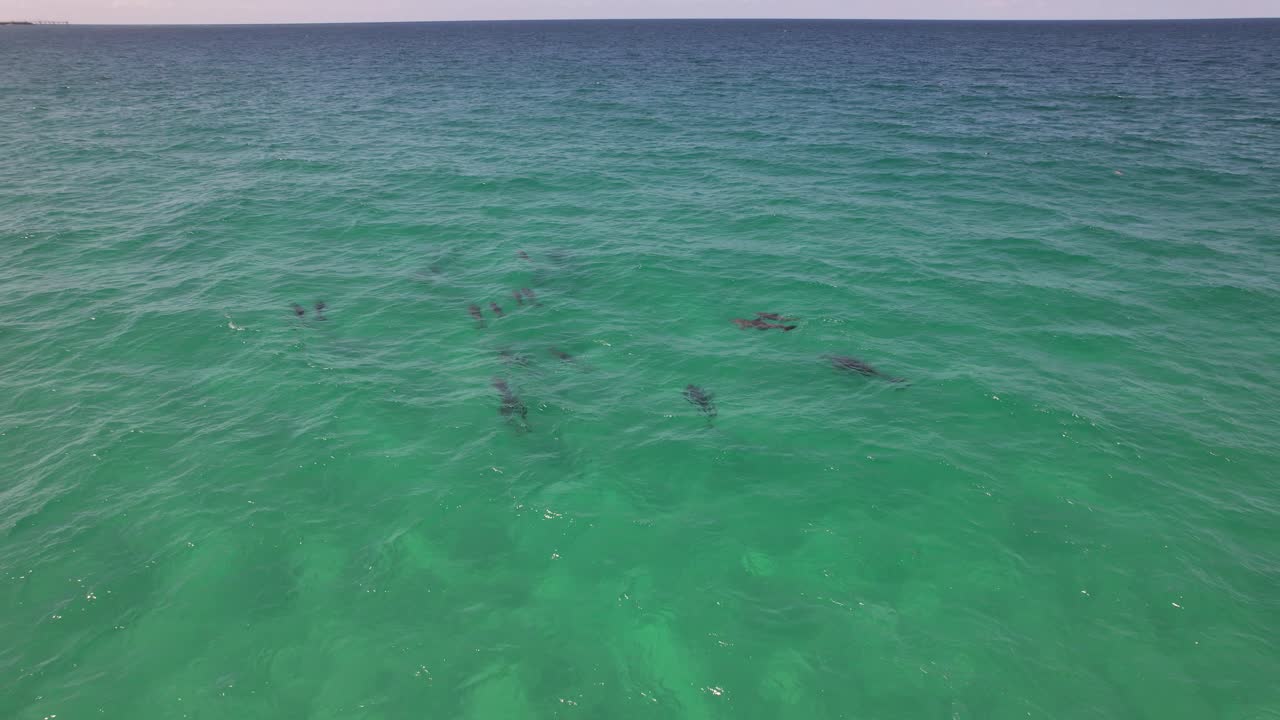 Pod Of Dolphins In The Blue Sea In NSW, Australia - Drone Shot