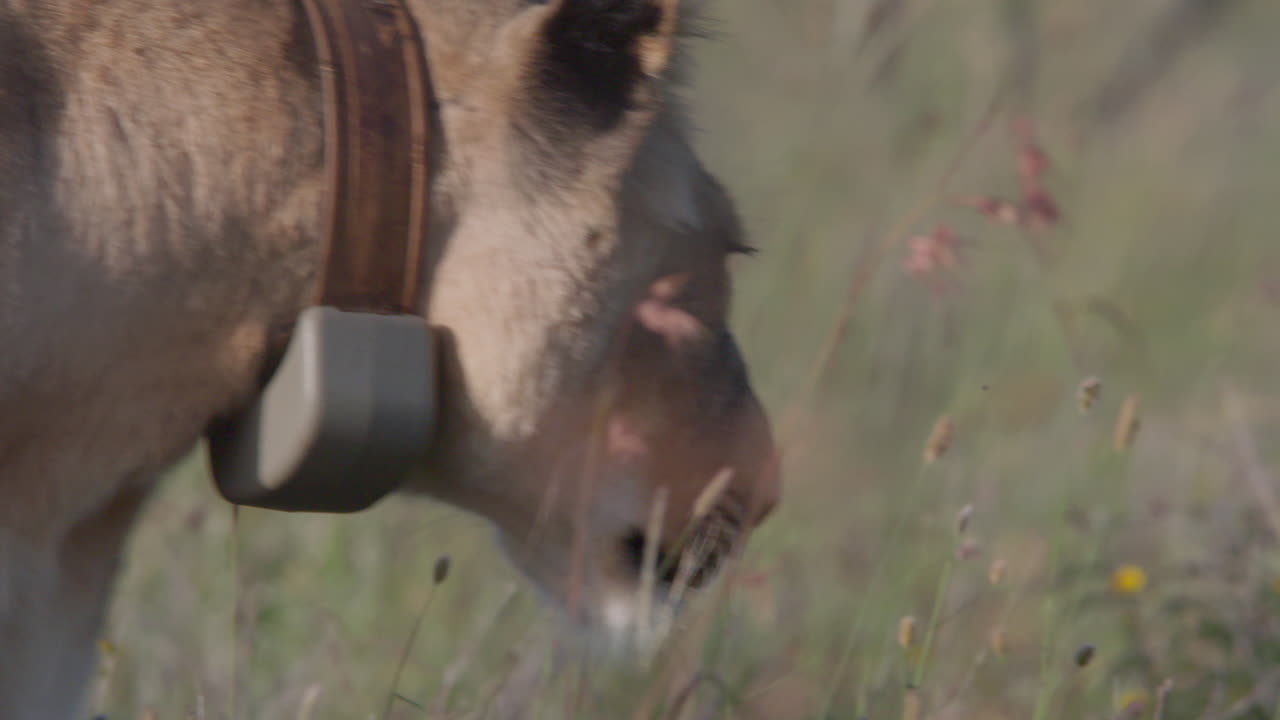 Leonessa con radiocollare che si lecca le labbra nella savana africana
