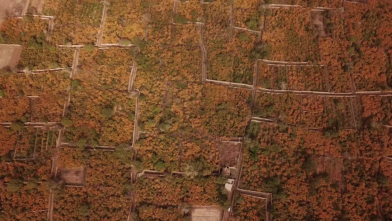 hermoso patrón de jardín de granadas en irán otoño árboles coloridos de frutas rojas maduras en la agricultura tradicional la vida de la población local en casas históricas de barro ladrillo arcilla castillo en el desierto aqda yazd