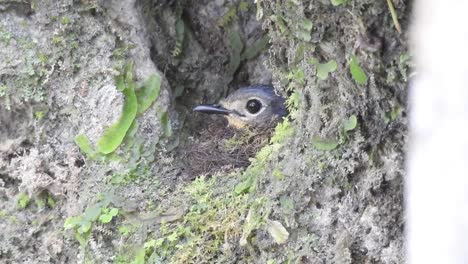 worm flycatcher birds nest in hole in the ground on cliffs