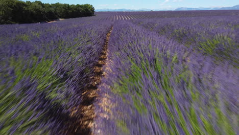 Campo-De-Lavanda-Floreciente-Agricultura-Cultivo