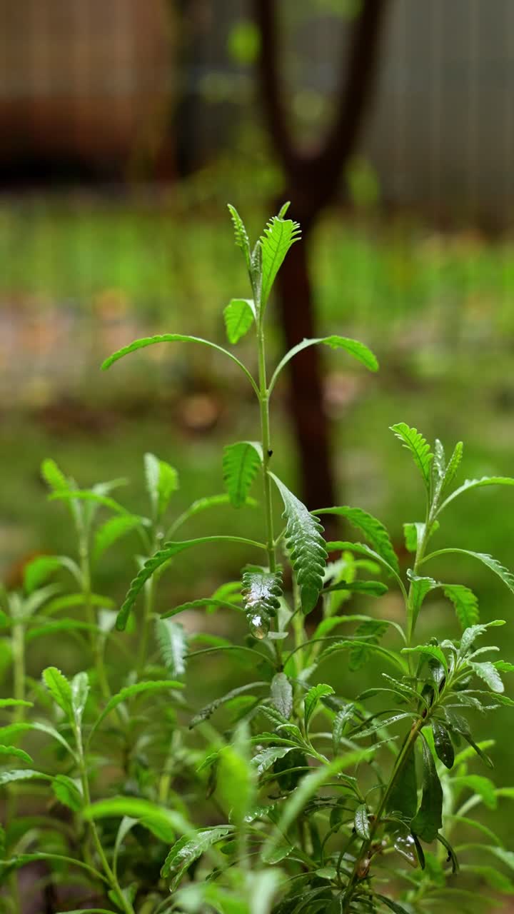 4K 50fps close-up of green lavender plants (Lavandula) growing on wet soil near a stream. Fresh aromatic herbs in a natural environment