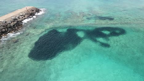 vista aérea de un banco de peces en el océano