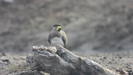 yello - wattled bird in lake