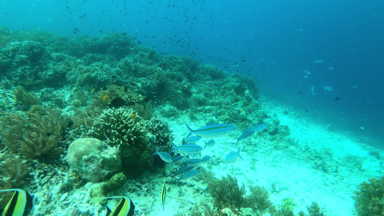 sólo otro día en los corales de raja ampat.