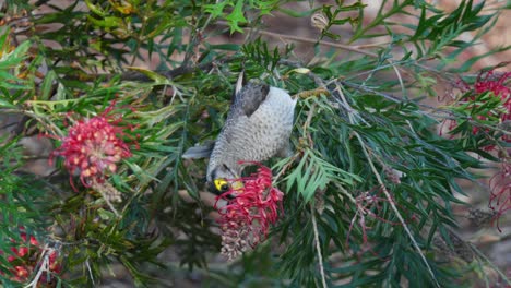 Noisy-miner-bird-feeds-on-red-flower-nectar-in-slow-motion