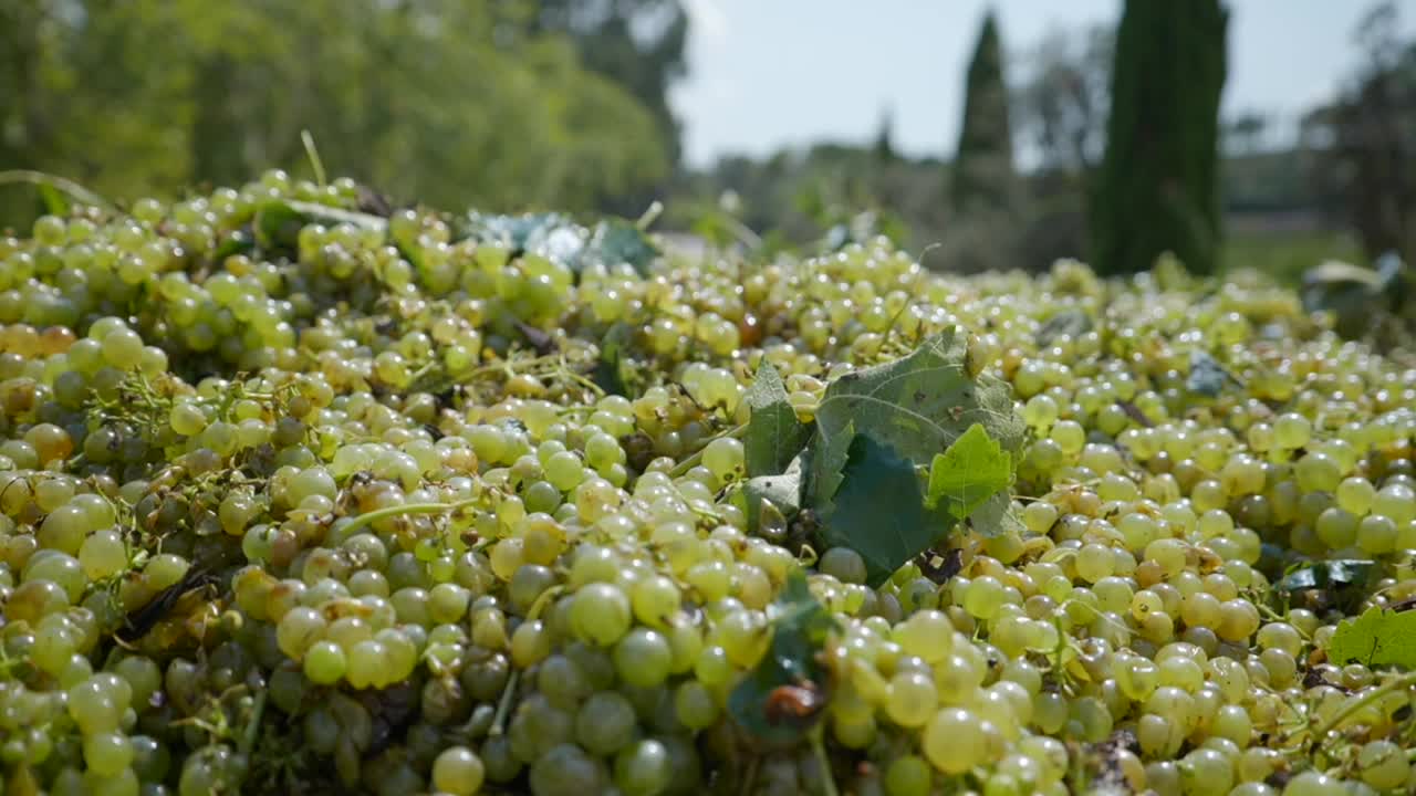 racimo de uvas verdes recién recogidas bajo el sol en los viñedos