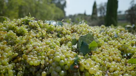 Racimo-De-Uvas-Verdes-Recién-Recogidas-Bajo-El-Sol-En-Los-Viñedos