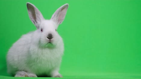 rabbit with long ears sits on a green background