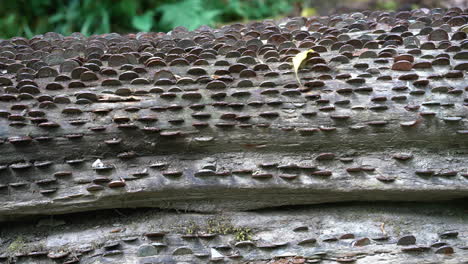 Close-up-of-old-and-new-coins-of-all-sizes-and-nations-hammered-into-a-fallen-wish-tree-in-St-Nectan's-Glen-near-Tintagel-in-northern-Cornwall