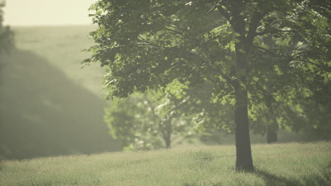 the green mapple leaves in the summer