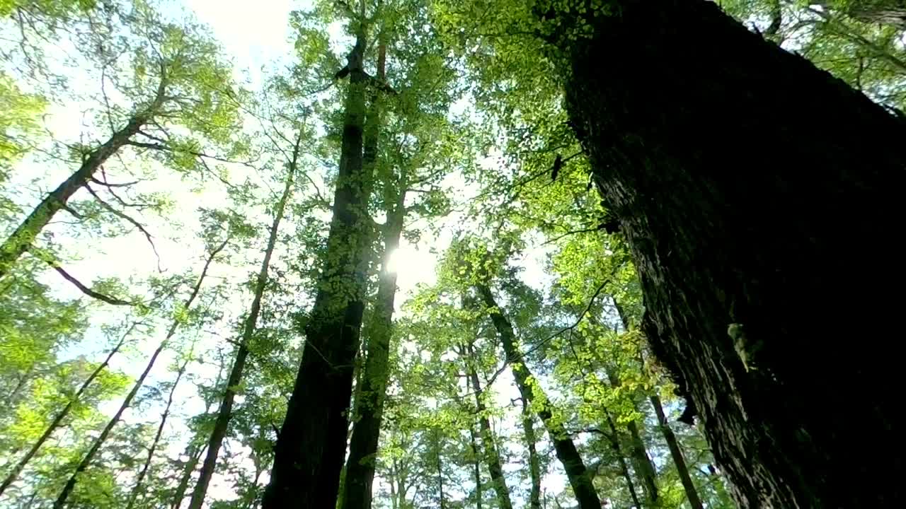 走過森林,陽光照過樹木