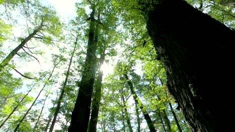 walk through woods with the sun shining through trees