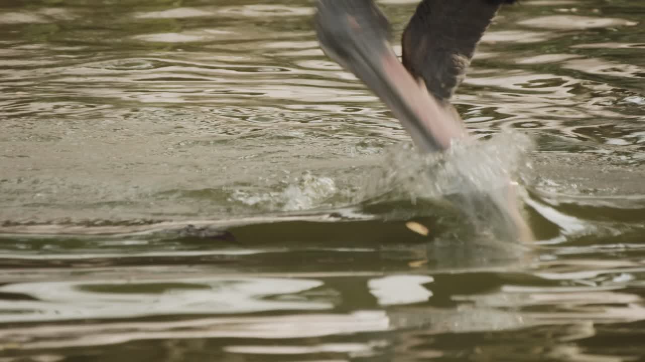 깊은 물 을  ⁇ 고 있는 아프리카 의 호랑이, 느린 움직임