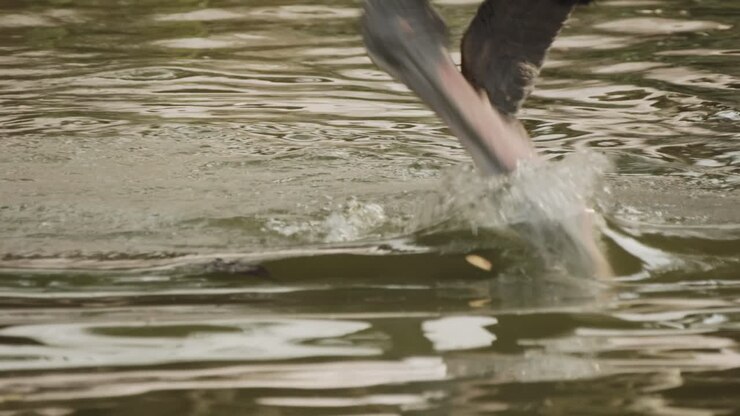 African ostrich walking through deep water, slow motion