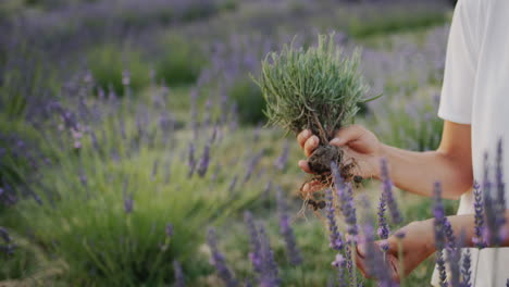 Tilt-shot:-Lavandin-bushes-on-the-field,-medicinal-plant-and-beautiful-field.-Close-up-shot