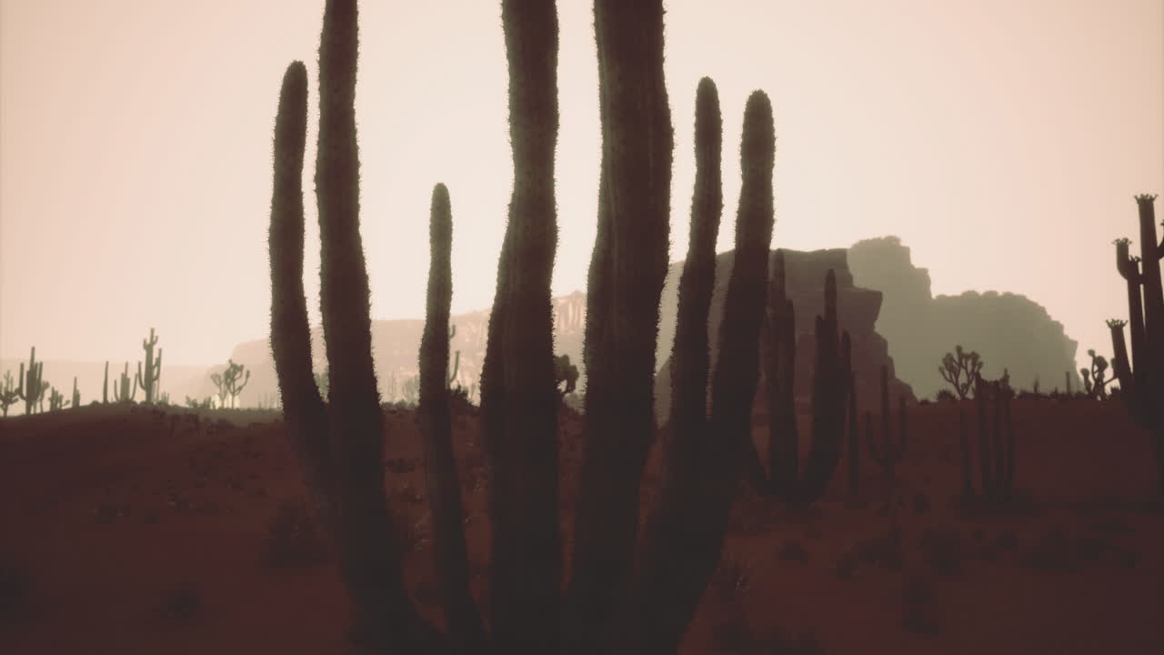 Stunning silhouette of cacti at sunset in a serene desert landscape