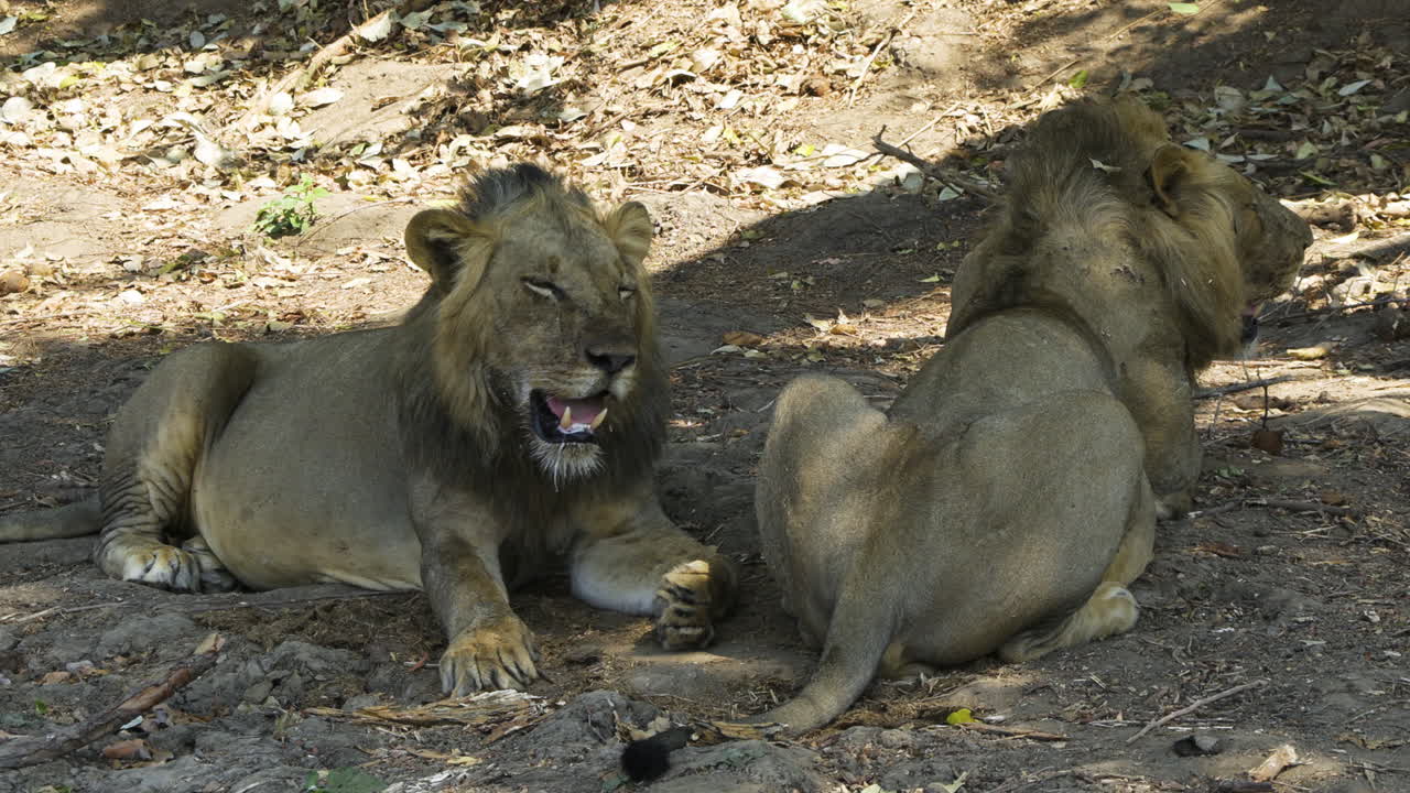 two mighty lion brothers resting in the shade during midday heat in African savannah. Both males are awake and panting heavily. The left one is facing camera, the other can be seen in profile.
