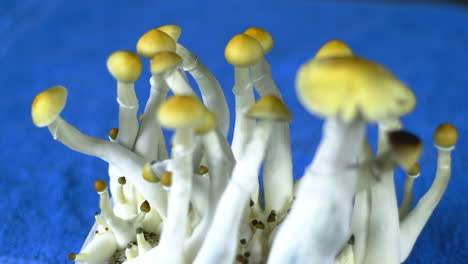 psychedelic magic mexican mushrooms with blue background and shifting focus