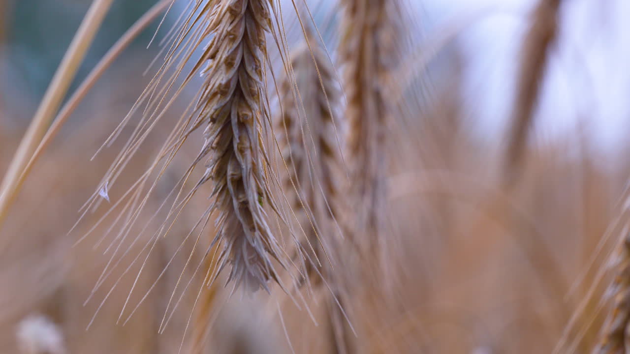 Golden wheat ears swaying softly in warm summer breeze