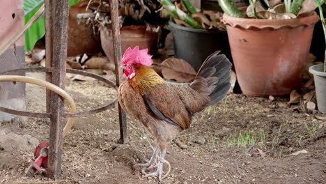 pollo gallo en la granja