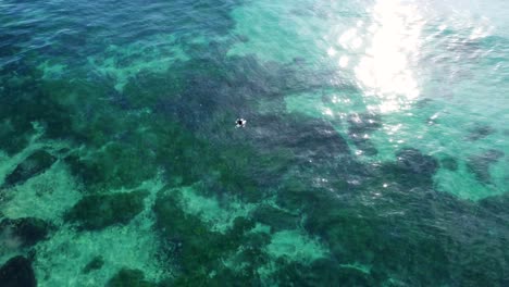 aerial drone shot of surfer waiting on reef seaweed coastline travel tourism shelly beach central coast nsw australia 4k
