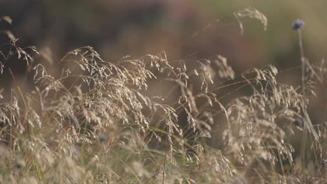 Trocknen-Von-Welkem-Gras-Im-Herbstfeld