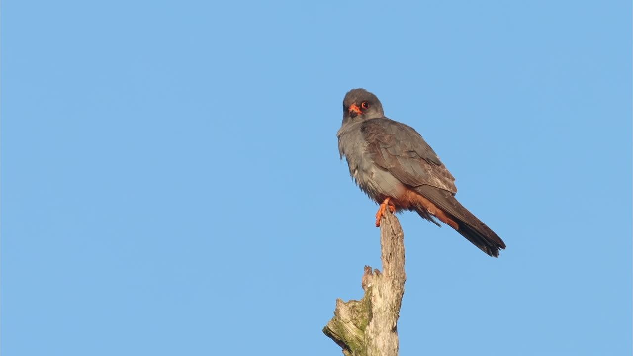un frasco de pies rojos sentado en un árbol