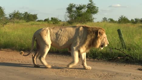 an old and powerful white lion walks along a dirt road in the midday sun