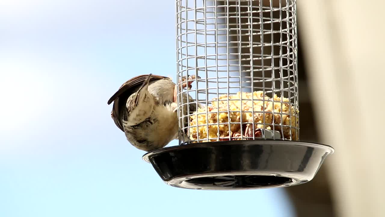 집 정원에 있는 집 참새가 먹이 케이지에서 음식을 먹고 있습니다.