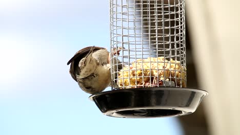 家裡的雀鳥在家園裡從籠子裡吃食物