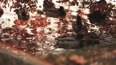 a flock of mallard ducks swimming in the pond