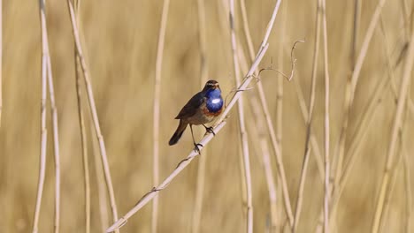 bluethroat bird chirping while perched on a dry twig in sunny weather, slow motion