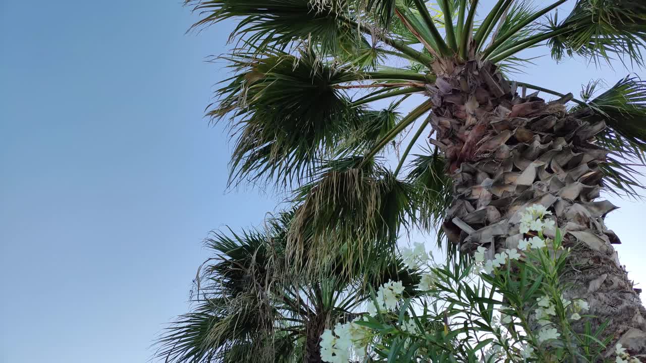 increíbles palmeras balanceándose suavemente en el viento