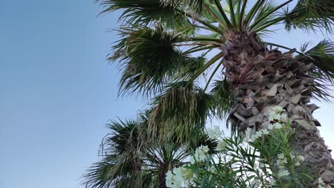 incredible palm trees gently swaying in the wind