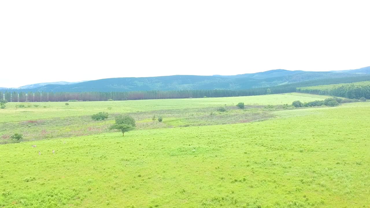 열린 비행기에 있는 아프리카 게임 동물, 드론 샷 위로 낮은 상승 비행