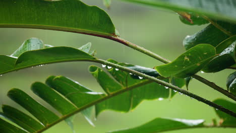 熱帯のナツメヤシの葉が雨の間れ動いている