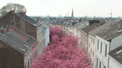 Drone---Aerial-shot-of-the-Kirschbluete-Cherry-Blossom-in-the-Heerstraße-Heerstreet-Breitestraße-Bonn-25p