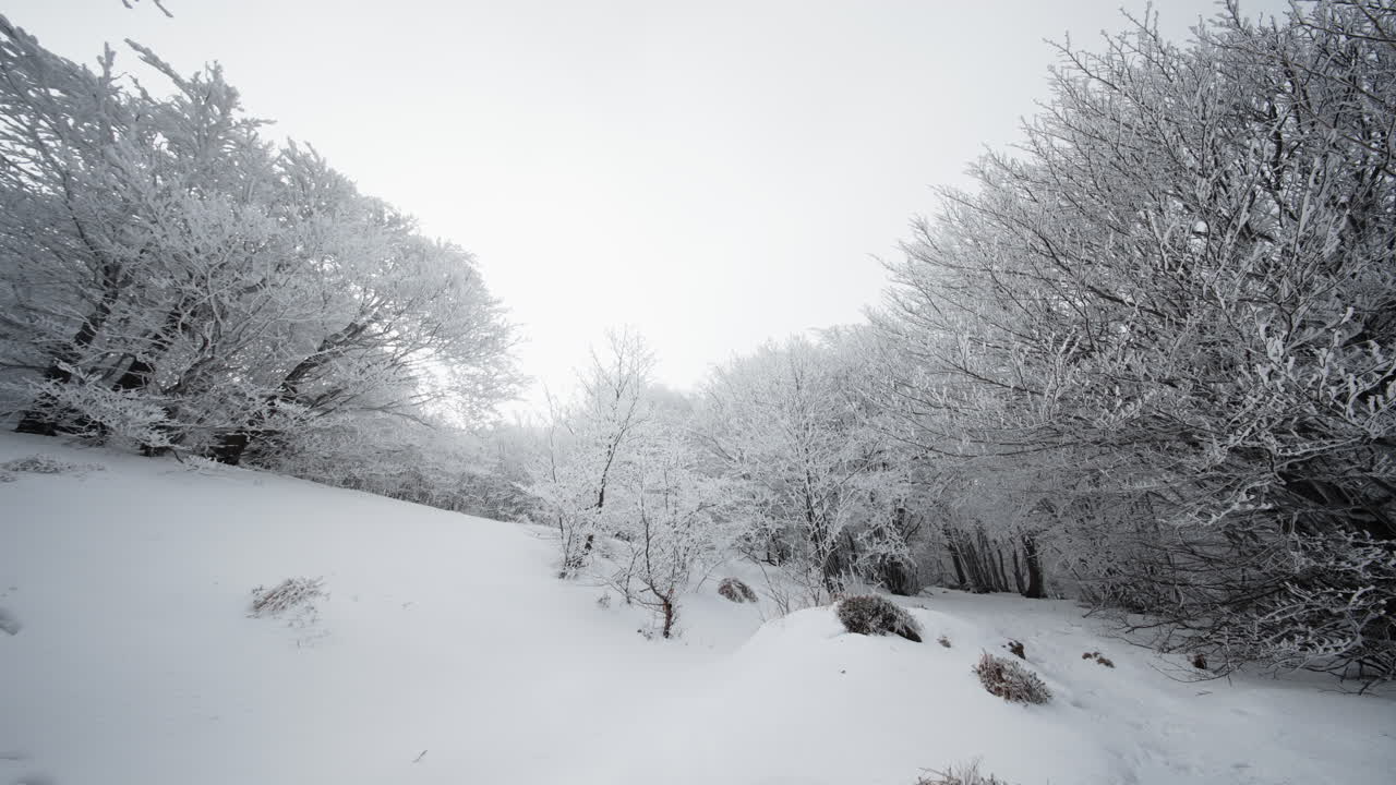 Snow-covered trees in a cold winter landscape, conveying peace and solitude