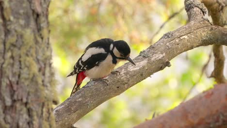 Great-spotted-woodpecker-bird-on-a-tree-looking-for-food.-Great-spotted-woodpecker-(Dendrocopos-major)-is-a-medium-sized-woodpecker-with-pied-black-and-white-plumage-and-a-red-patch-on-the-lower-belly