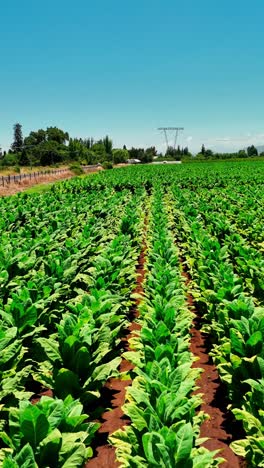 landscape panoramic view of tobacco fields