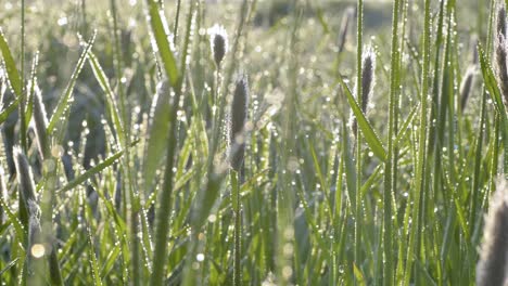 tall green grass in dew in sunlight