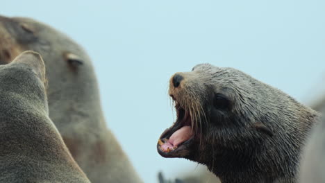angry seal