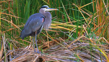 a tall and stately great blue heron stands with one leg up along the riverbank reeds